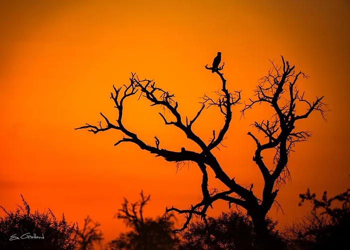 Africa On Foot