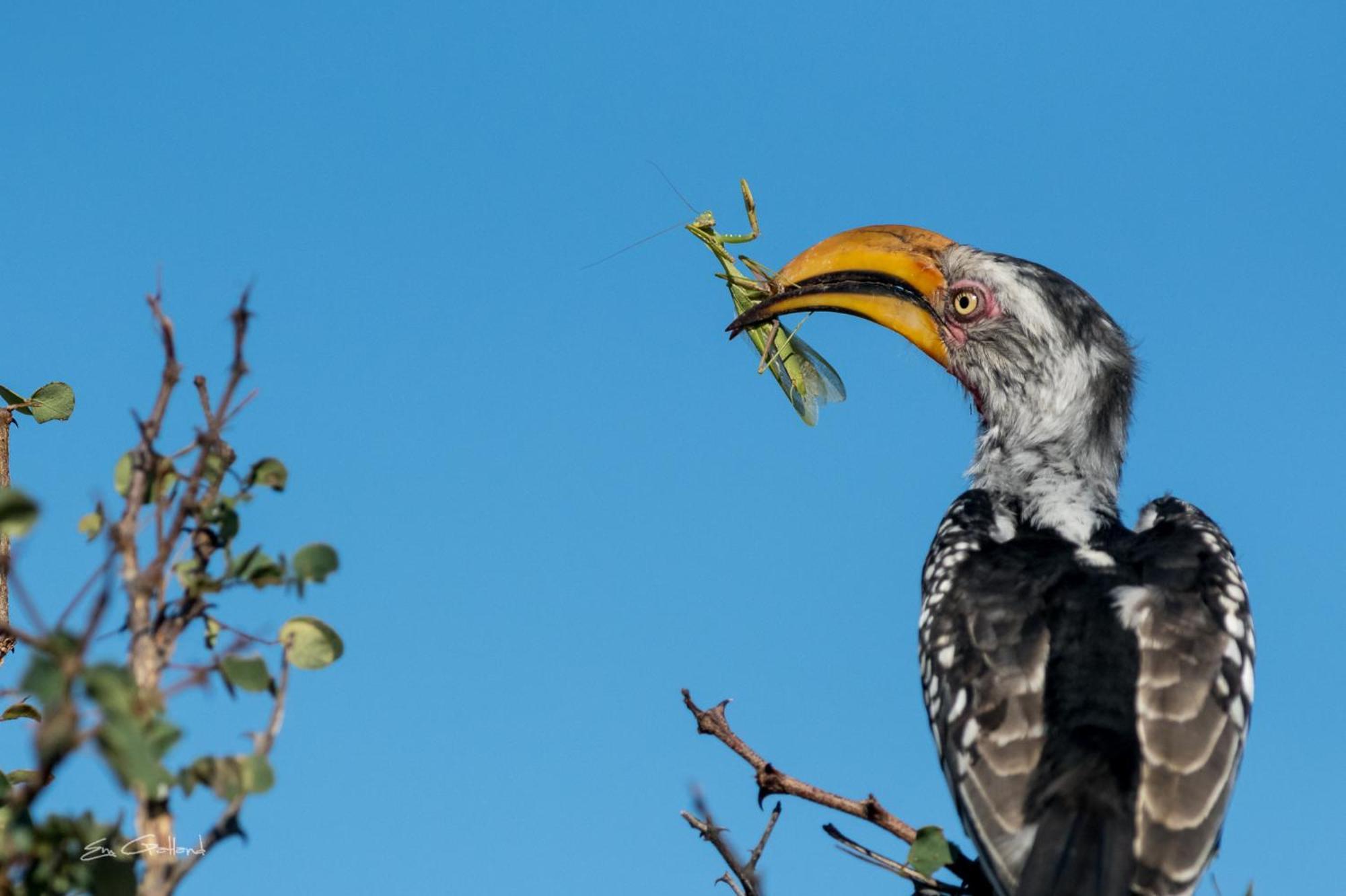 Alojamento de Turismo Selvagem Africa On Foot Reserva Natural Privada de Klaserie