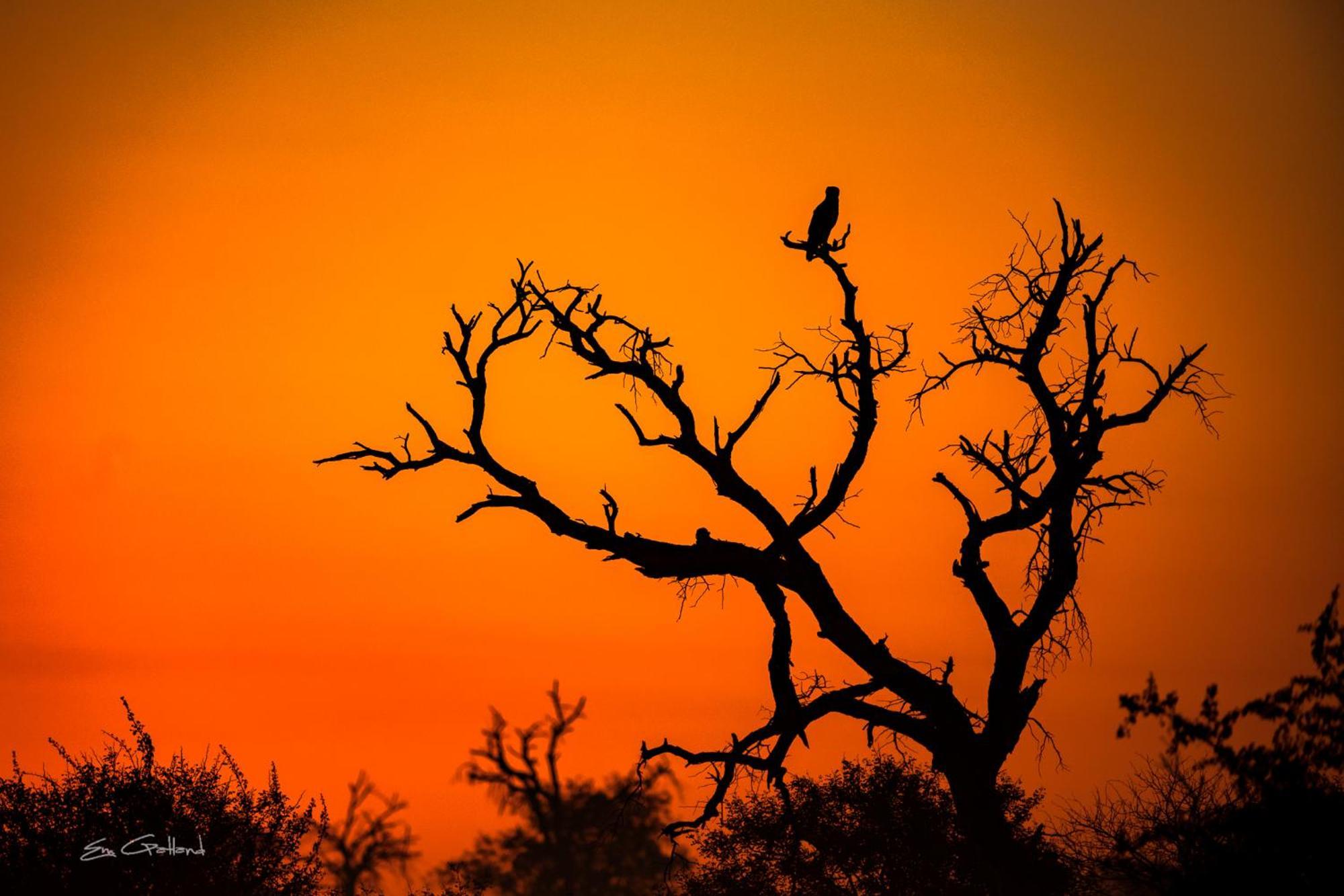 Africa On Foot