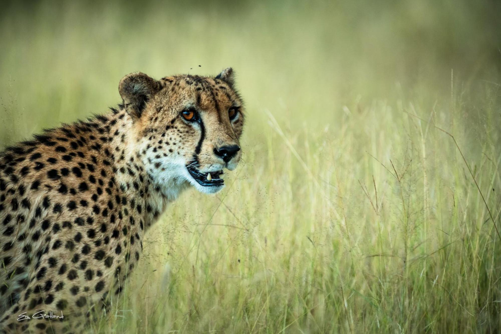 Africa On Foot Alojamento de Turismo Selvagem