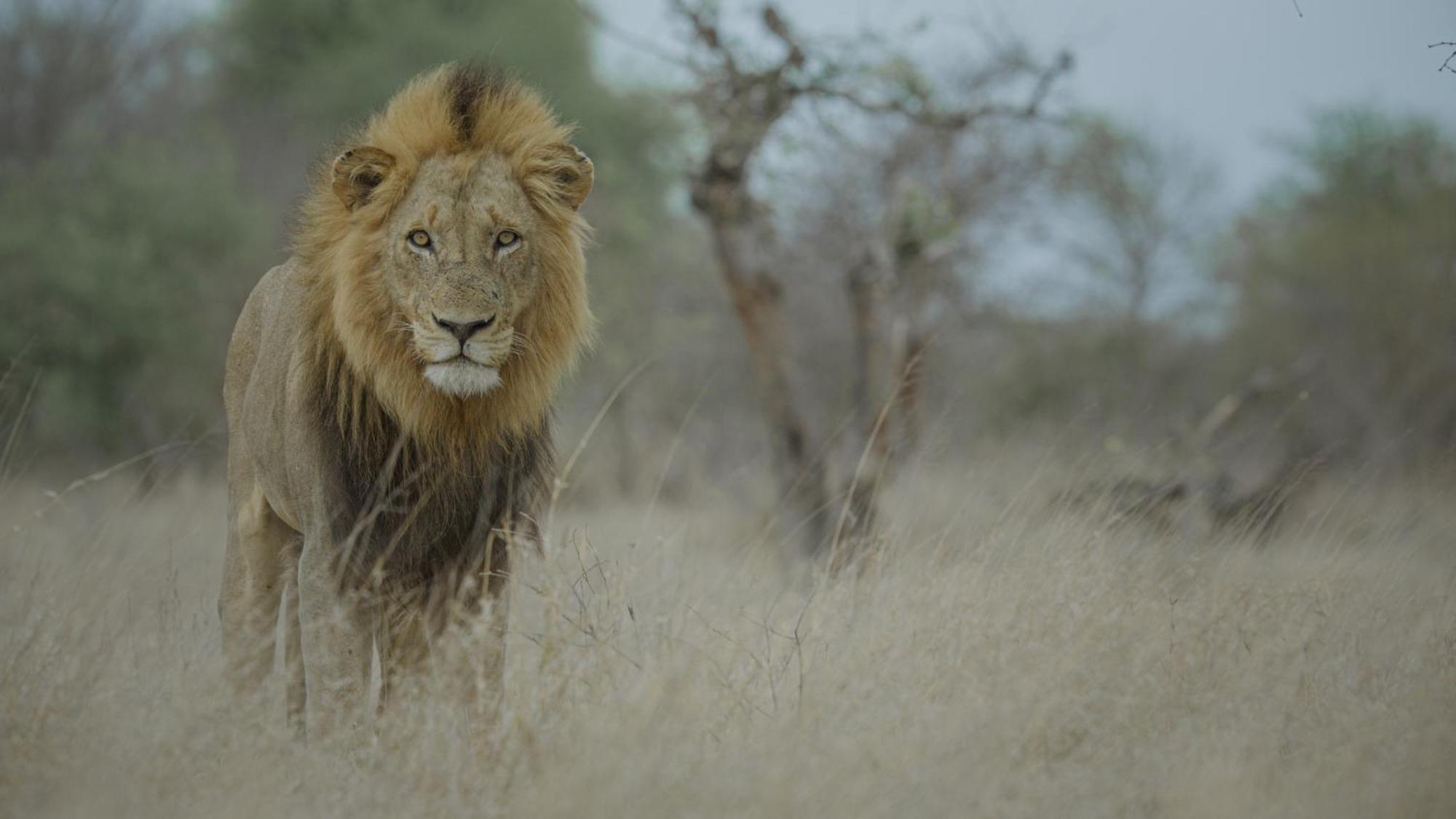 Alojamento de Turismo Selvagem Africa On Foot